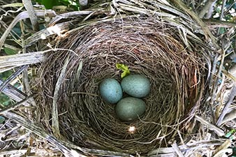 A nest of bird's eggs