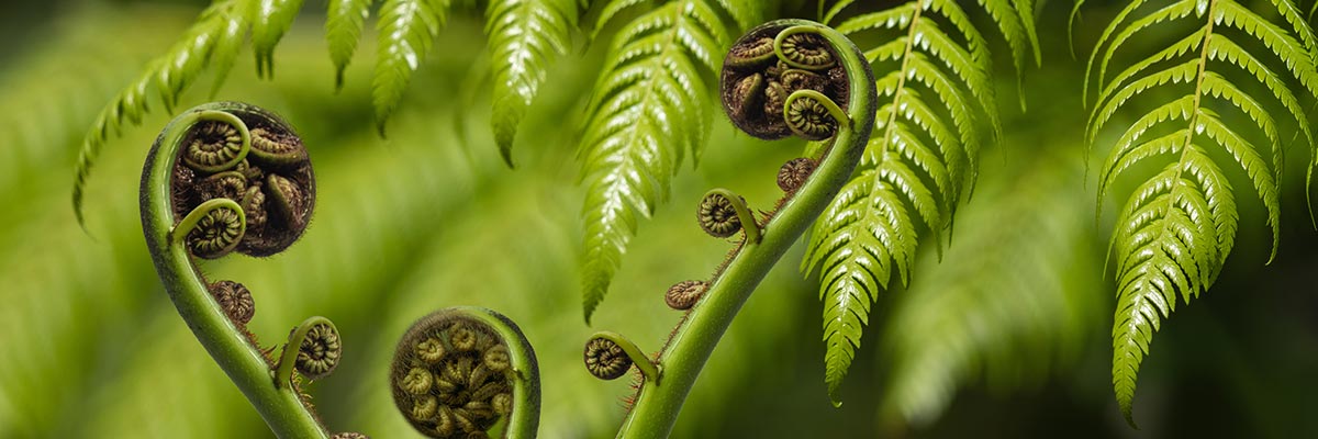 Unfurling fern frond and koru, Māori symbol of new life