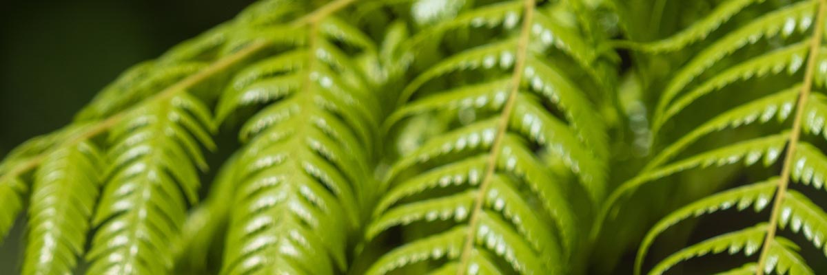Fern fronds