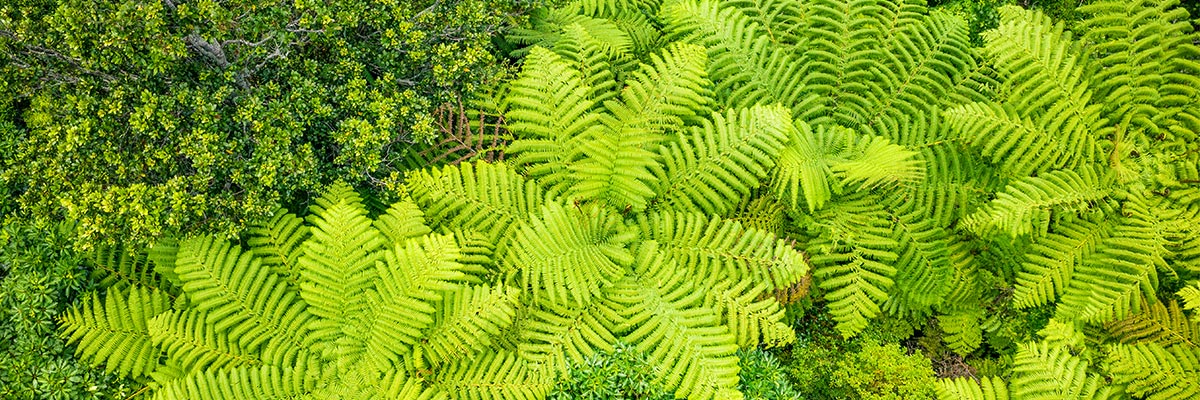 Tree ferns on the Coromandel Peninsula