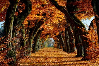 Trees in autumn