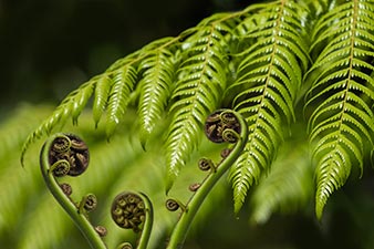 Unfurling fern frond and koru, Māori symbol of new life