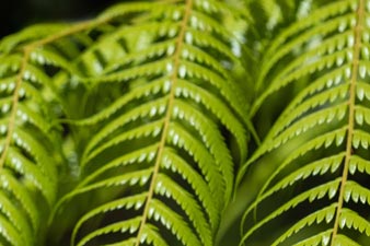 Fern fronds