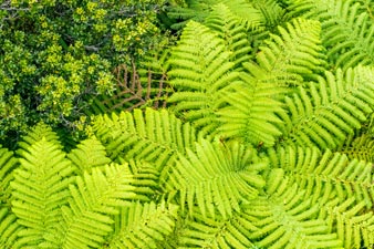 Tree ferns on the Coromandel Peninsula